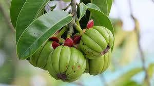 GARCINIA CAMBOGIA : la suspension de commercialisation prolongée jusqu’au 18 avril 2027